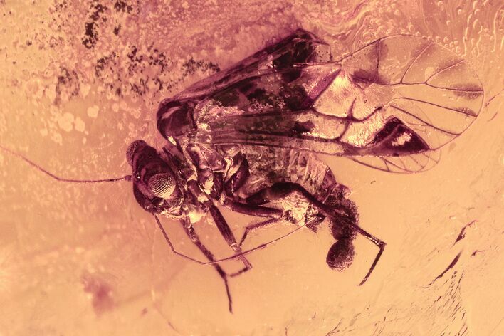 Detailed Fossil Barklouse (Psocoptera) In Baltic Amber - Frassing #300698